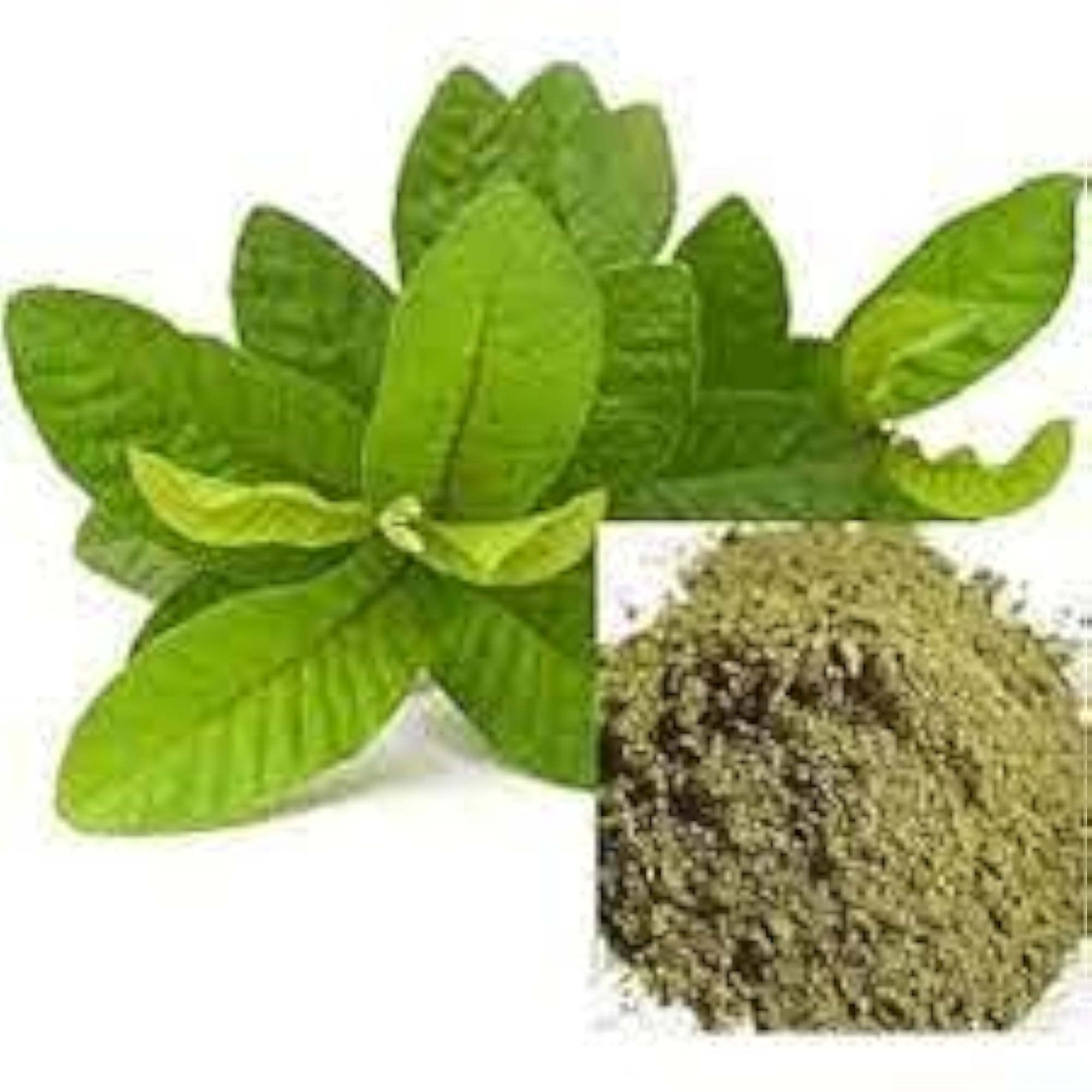Guava Leaves Powder 50g, Herbal Fresh Churna for Wellness